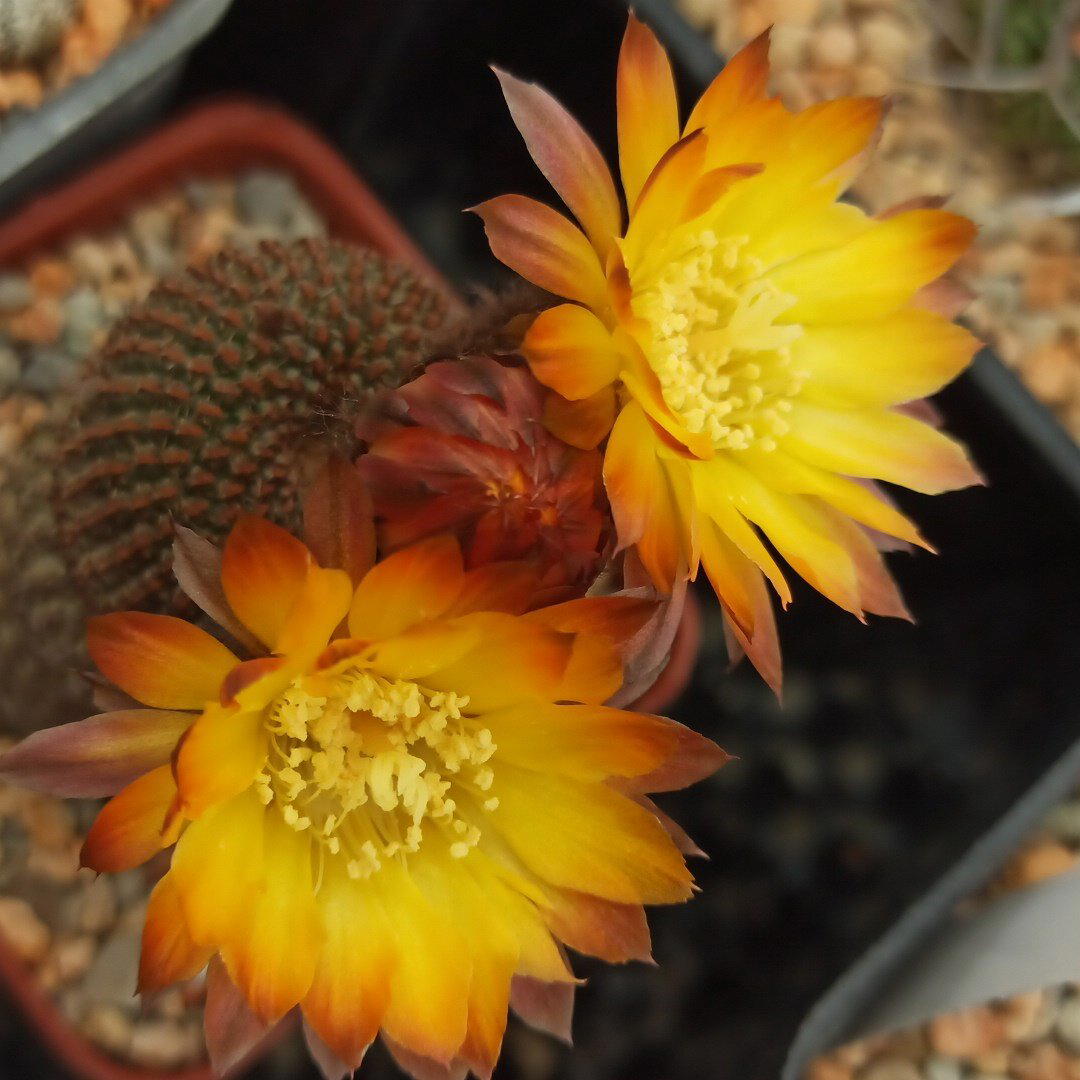 Reicheocactus pseudoreicheanus