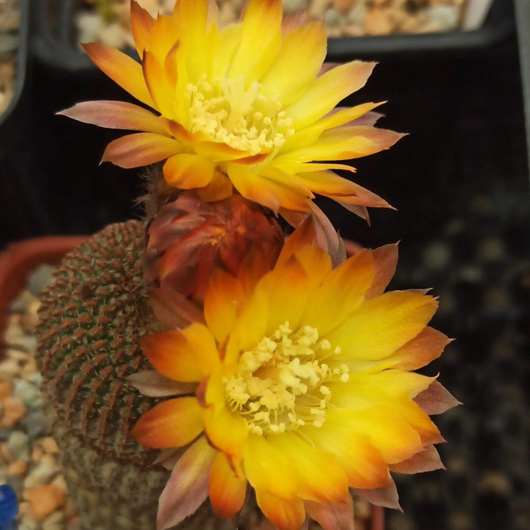 Reicheocactus pseudoreicheanus