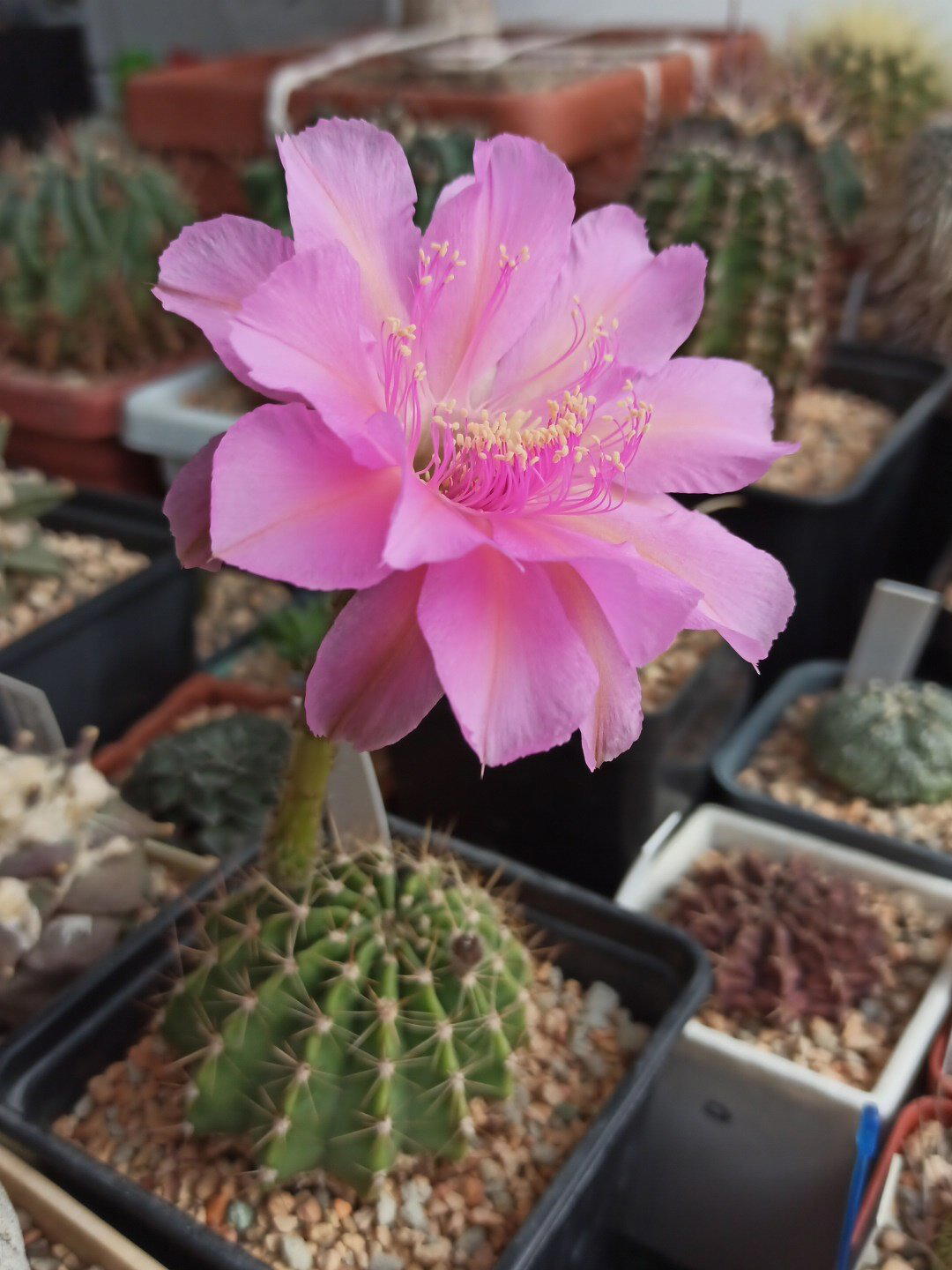 Echinopsis cv. "Crepe crusader".