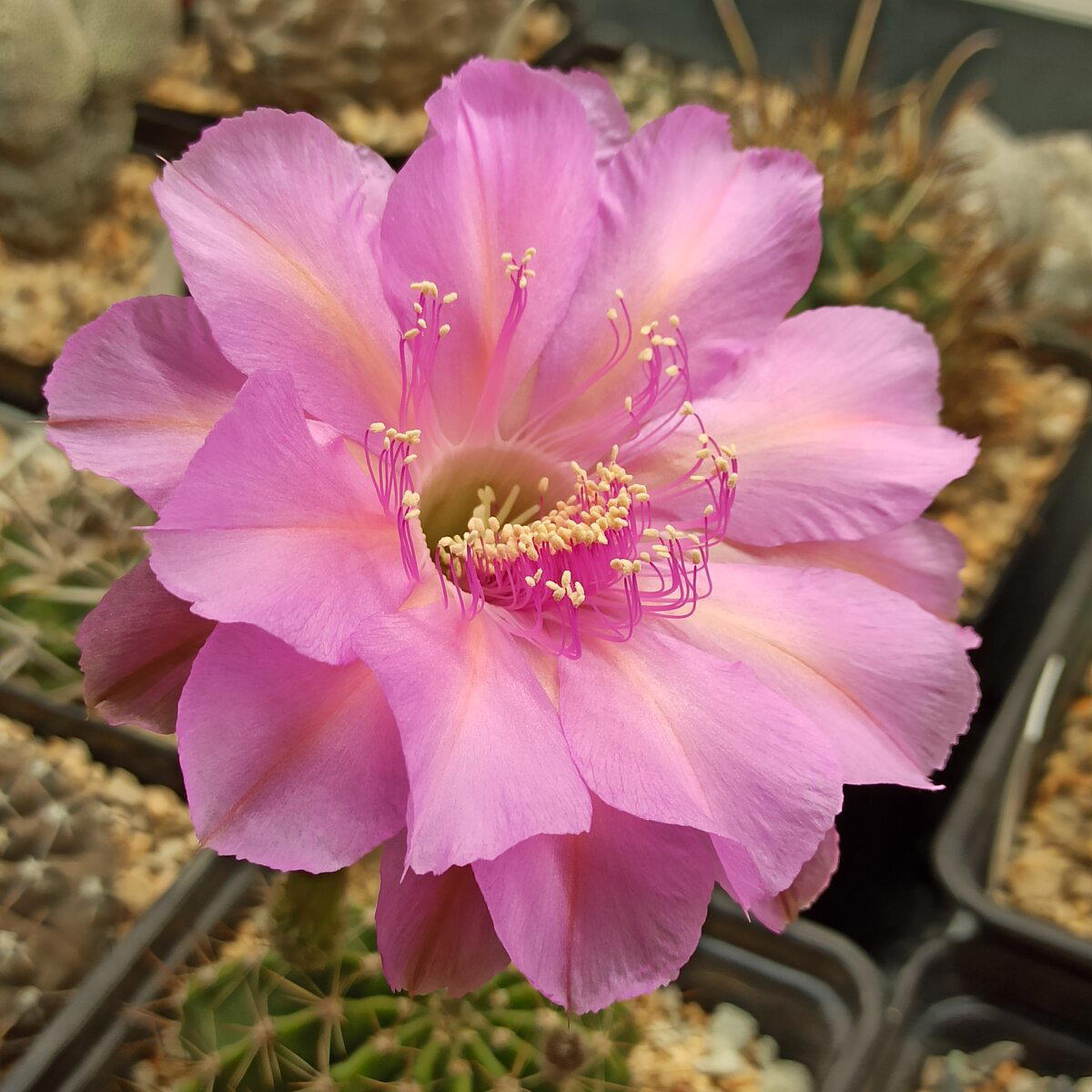 Echinopsis cv. "Crepe crusader".
