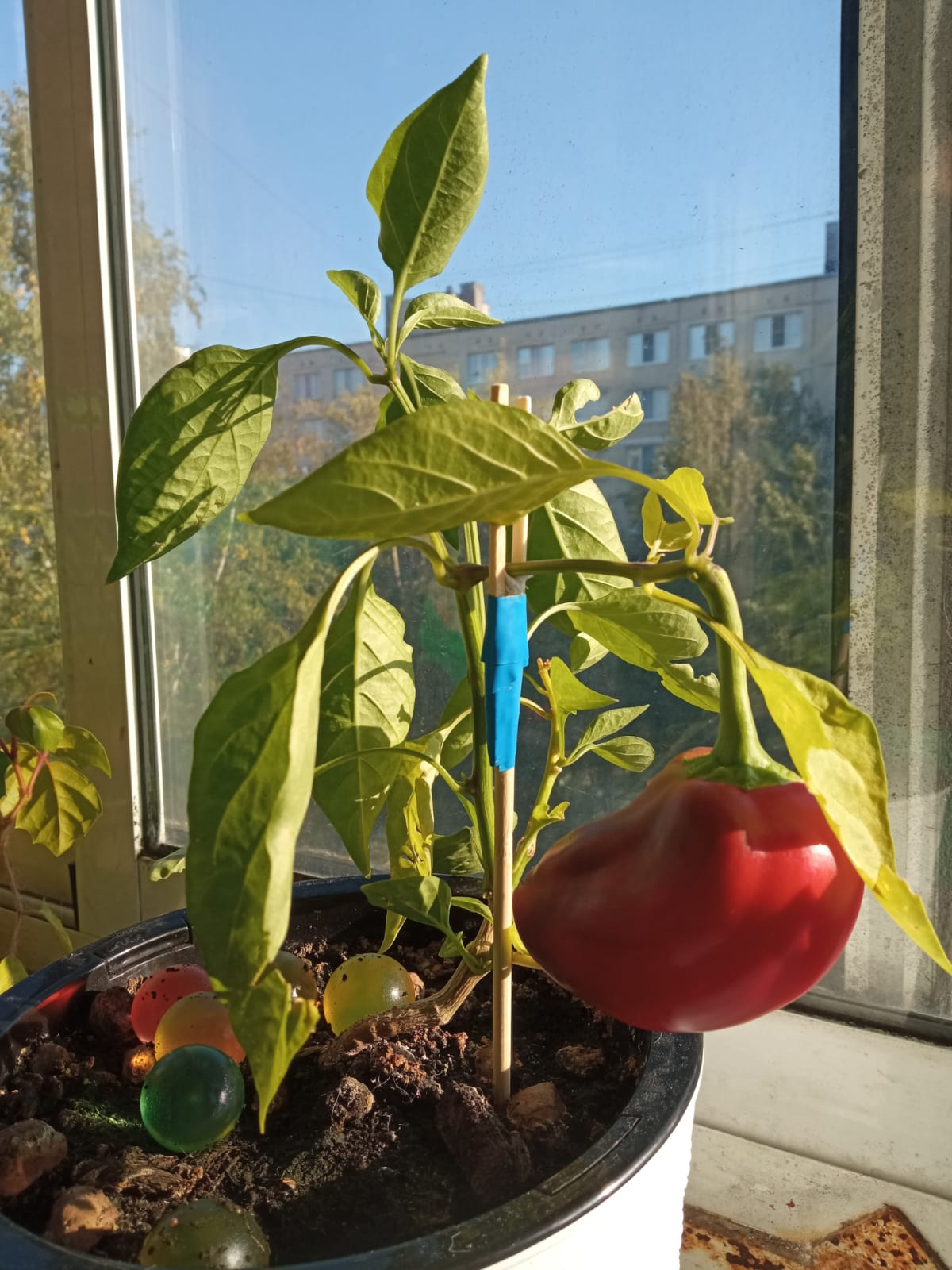 Мой маленький перчик
