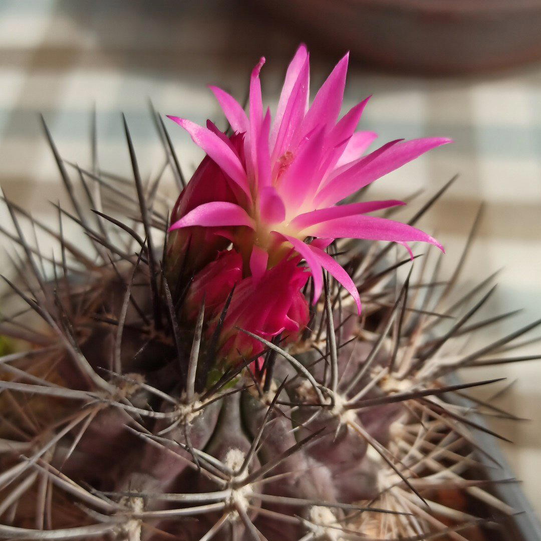 Neoporteria nigrihorrida