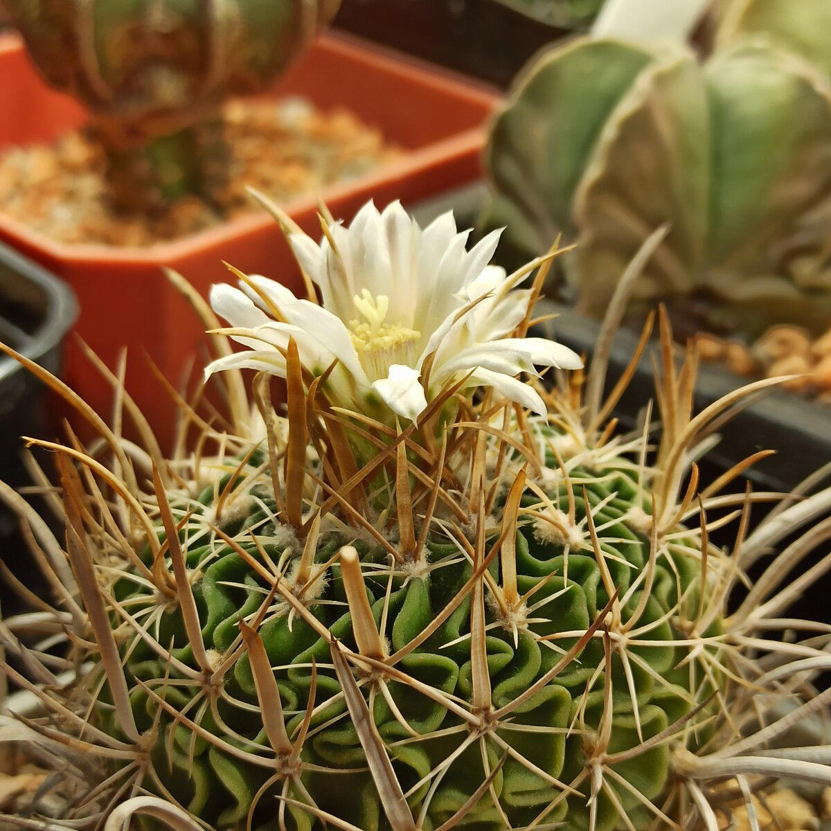 Цветут Echinofossulocactus разные.