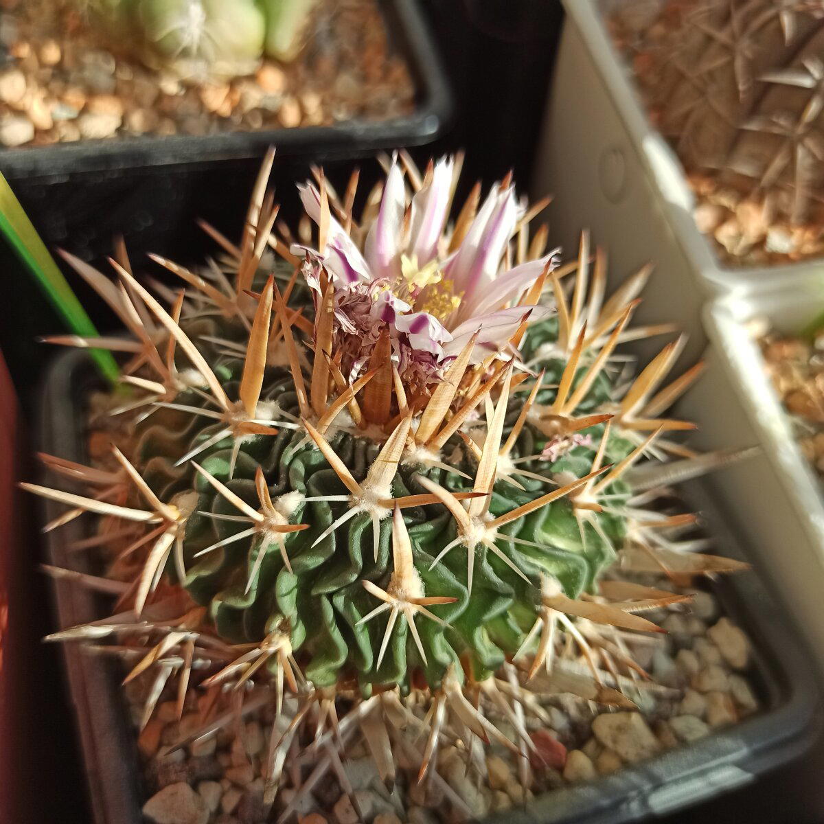 Цветут Echinofossulocactus разные.