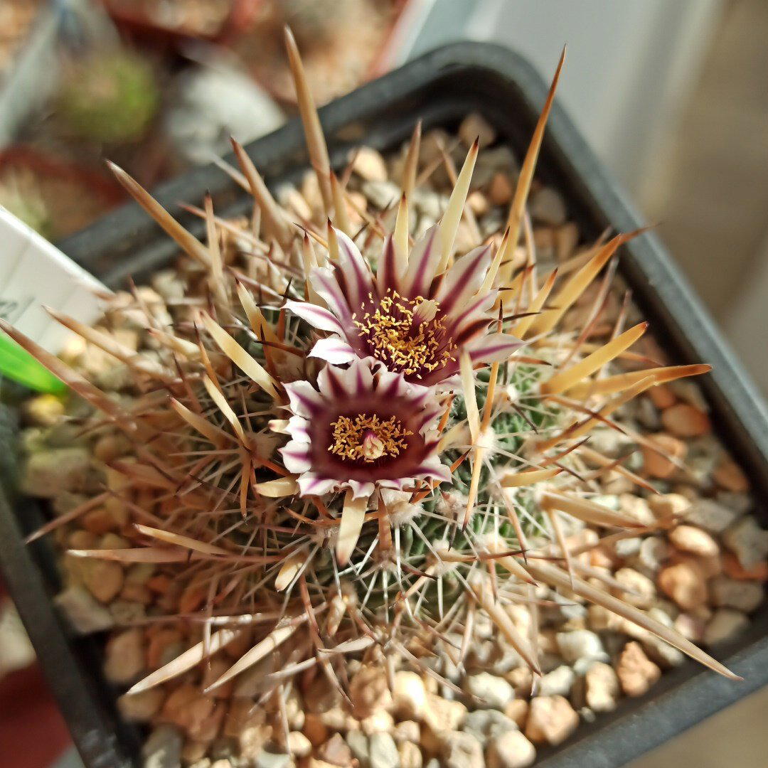 Цветут Echinofossulocactus разные.