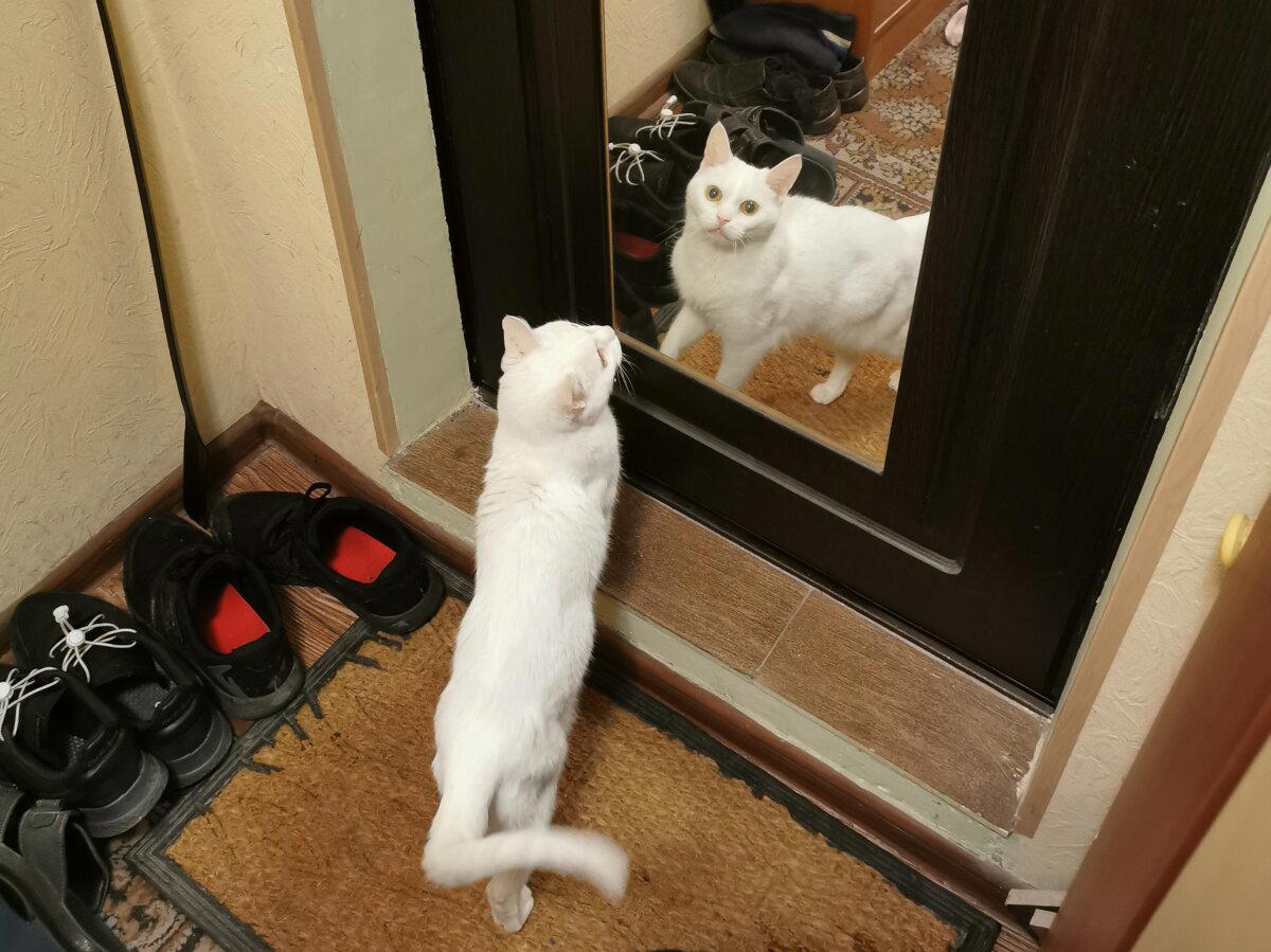 Когда вдруг понимаешь, что ты кот