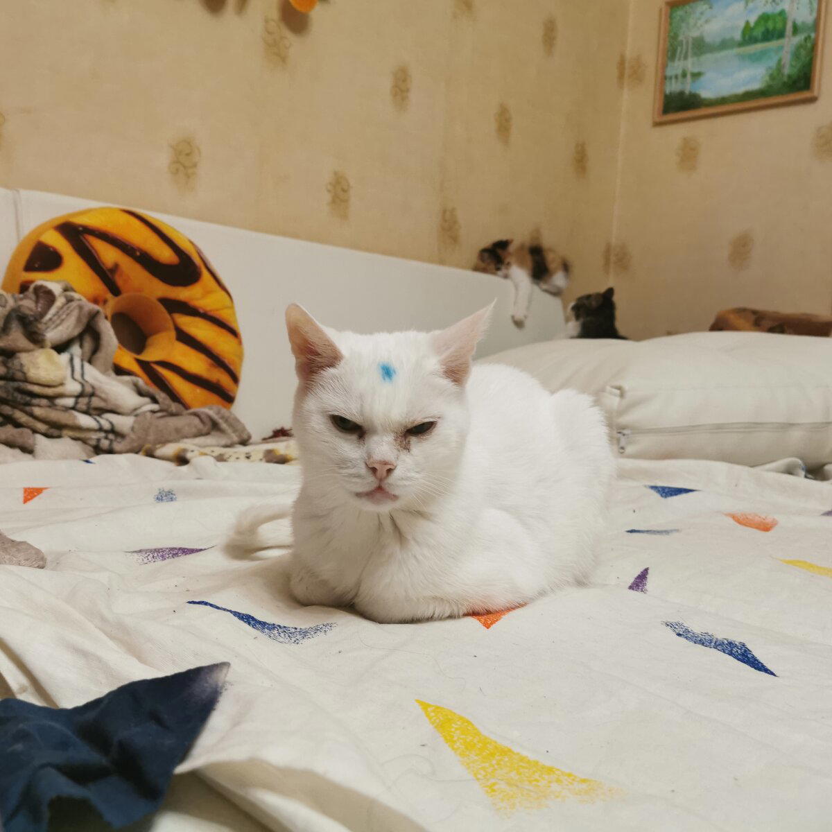 Когда вдруг понимаешь, что ты кот