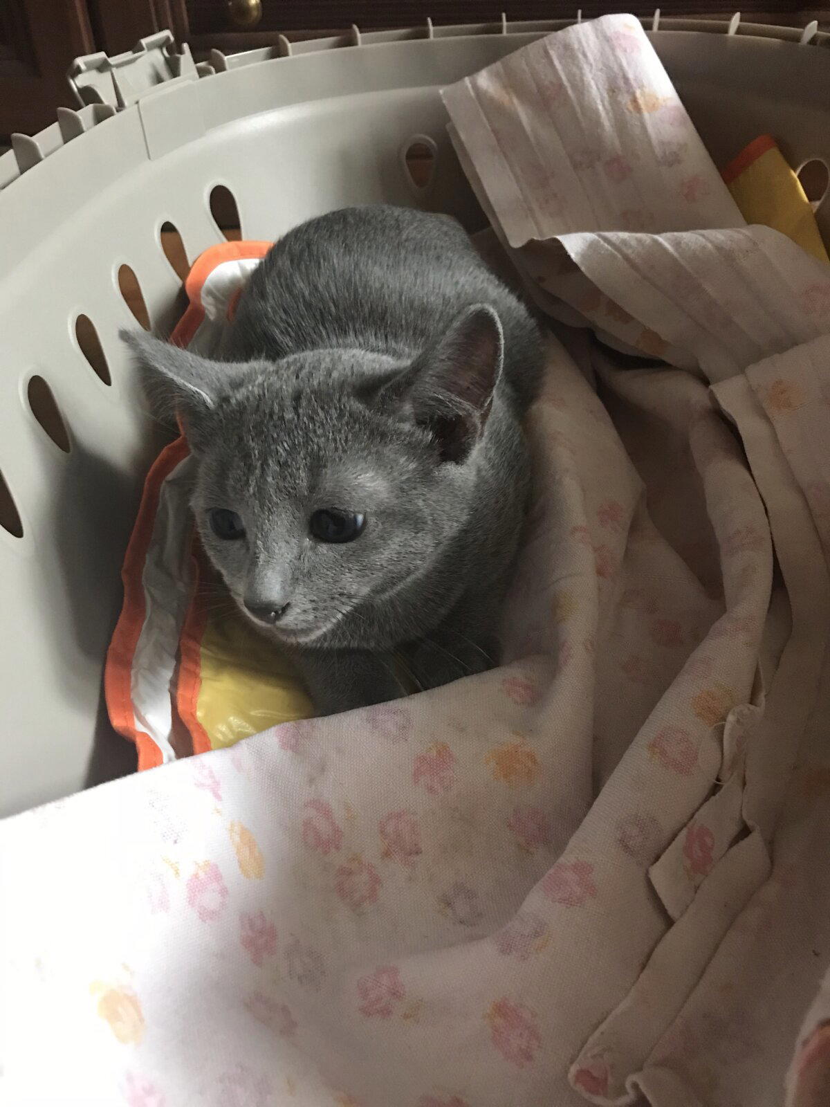 Котику страшненько. Забрали из уличной вольеры, где были мамка, тётки, братишки с сестрёнками и привезли в какую-то бетонную коробку... 2019 год.