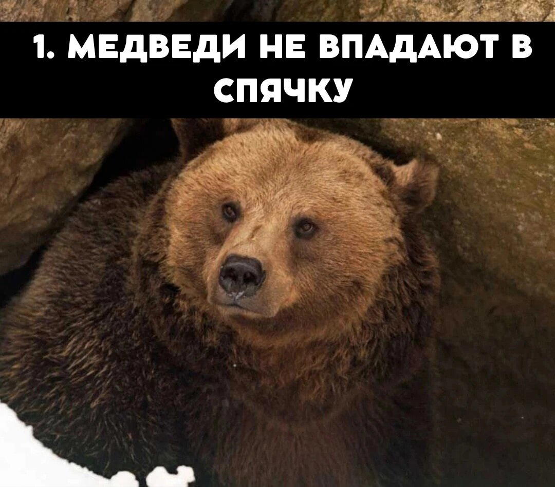 Да, всё верно медведи не впрадают в спячку, всё немного сложнее.