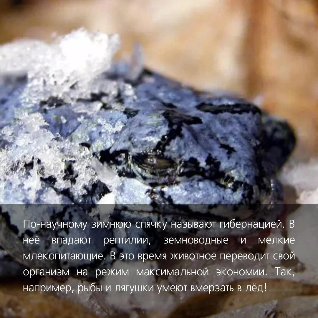 Да, всё верно медведи не впрадают в спячку, всё немного сложнее.