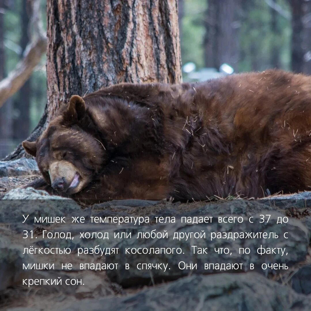 Да, всё верно медведи не впрадают в спячку, всё немного сложнее.