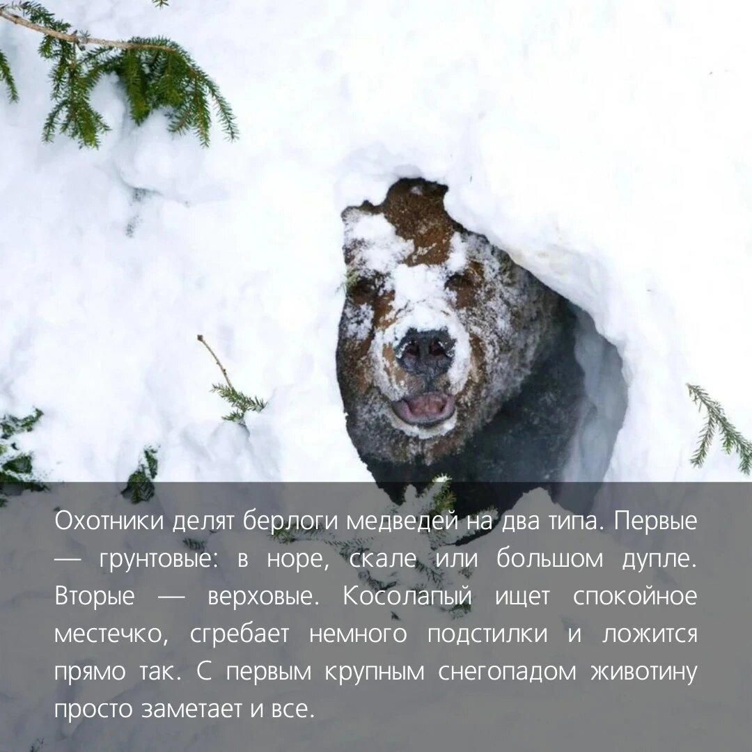 Да, всё верно медведи не впрадают в спячку, всё немного сложнее.