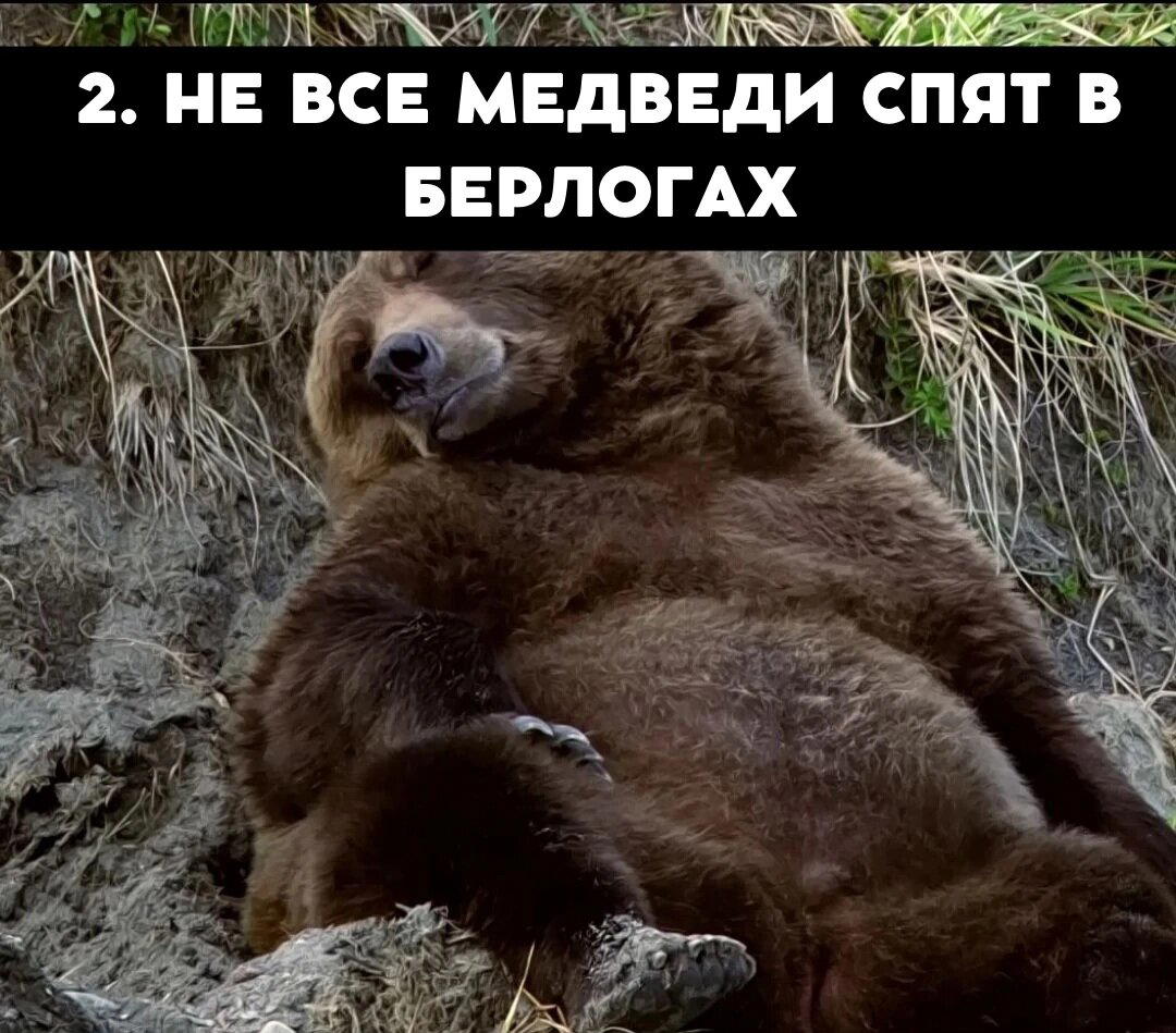 Да, всё верно медведи не впрадают в спячку, всё немного сложнее.