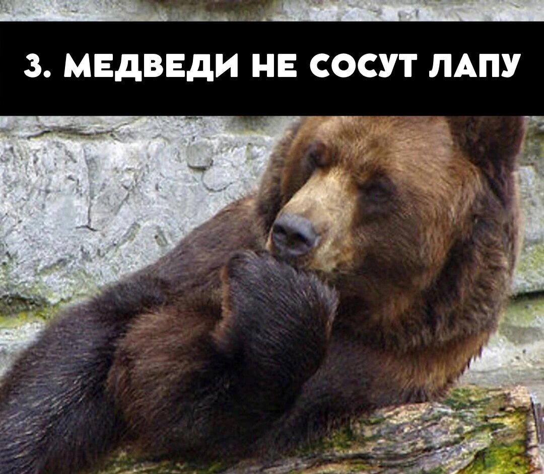 Да, всё верно медведи не впрадают в спячку, всё немного сложнее.