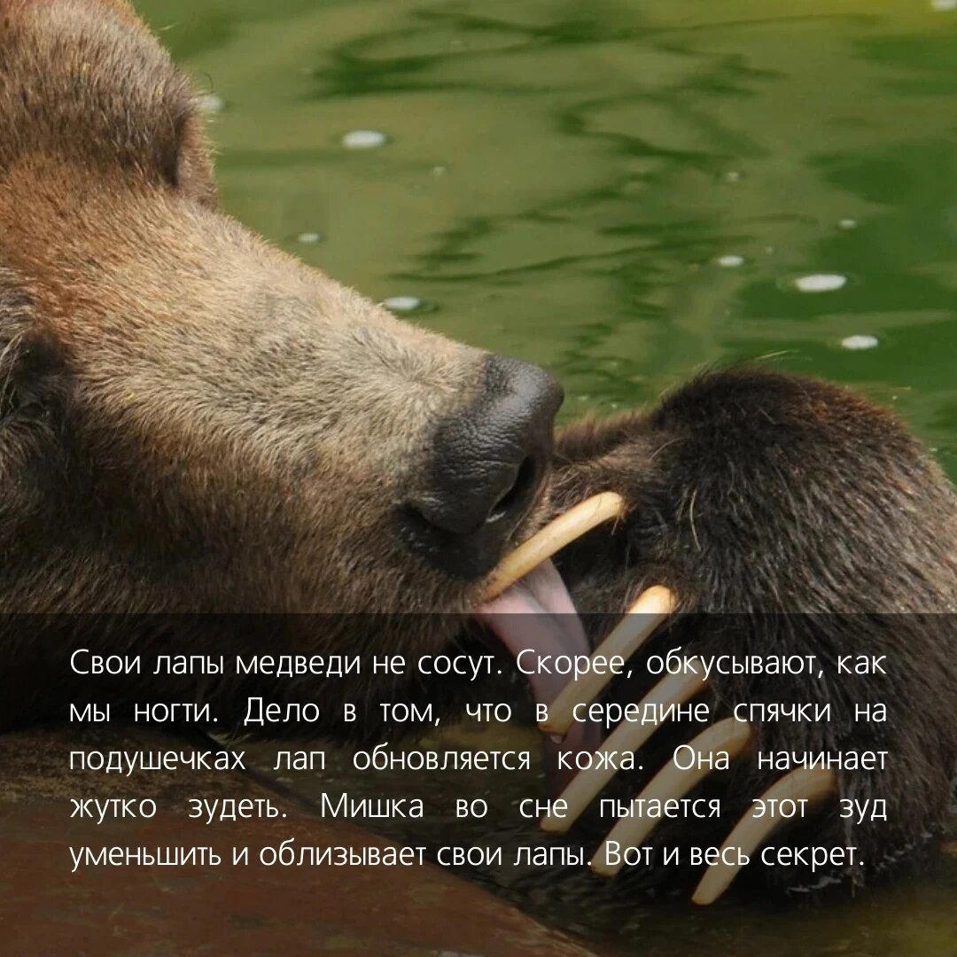 Да, всё верно медведи не впрадают в спячку, всё немного сложнее.
