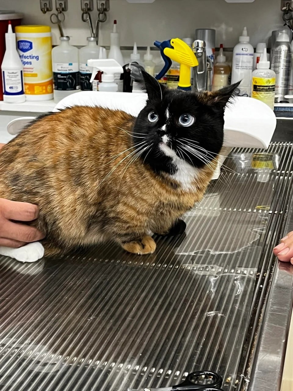 Кот, собранный из двух