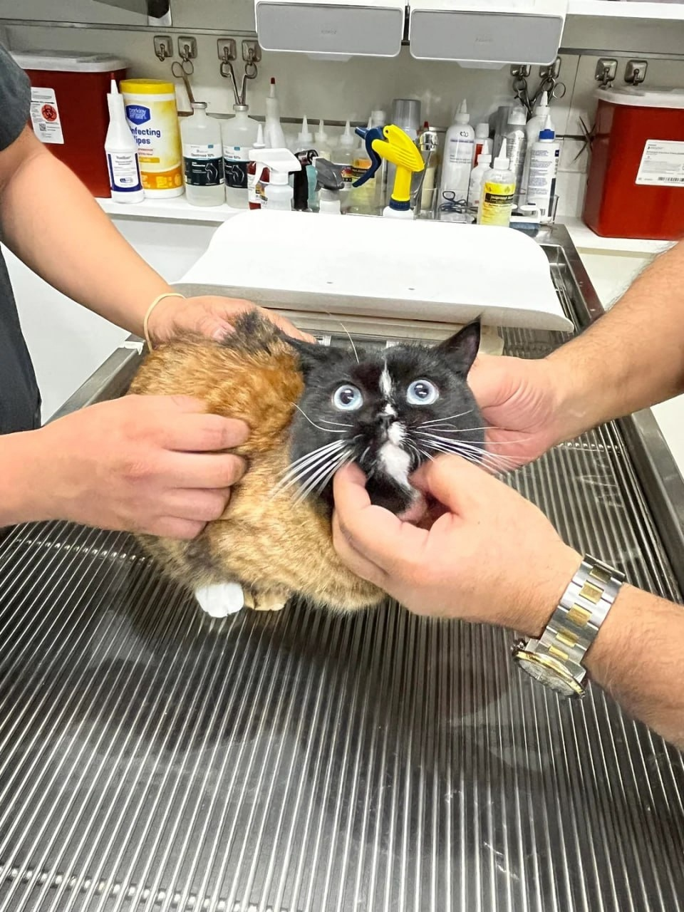 Кот, собранный из двух