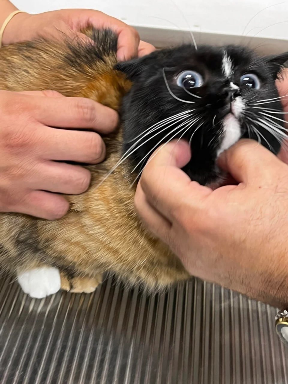 Кот, собранный из двух