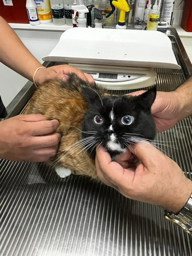 Кот, собранный из двух