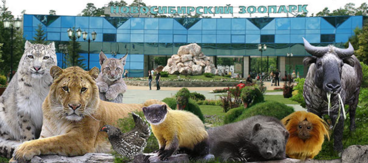 Зоопарк. Распорядок