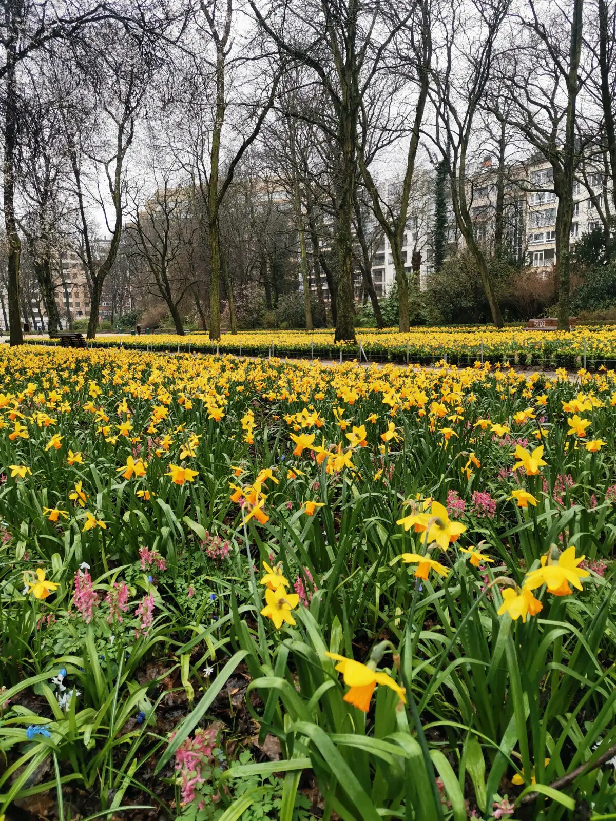 Нарциссы в Parc du Cinquantenaire, Брюссель. Очень много нарциссов