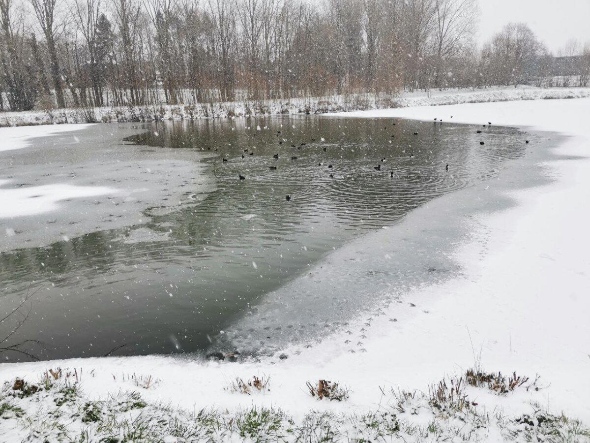 Водоплавающие ушли на малый пруд, где ещё осталось немного открытой воды