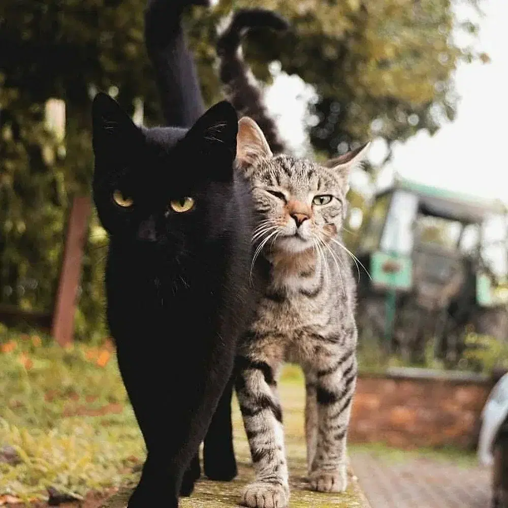 Еще больше котиков в ленту