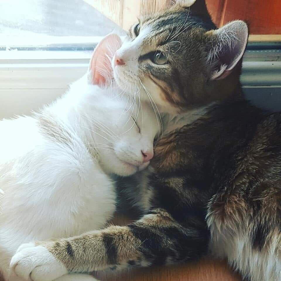 Еще больше котиков в ленту