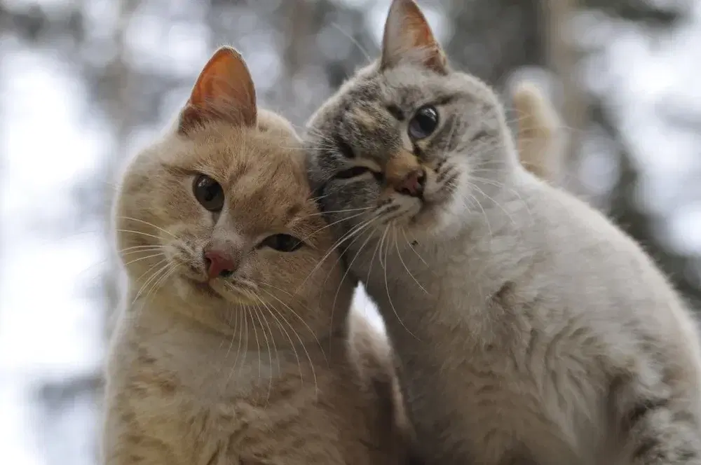 Еще больше котиков в ленту