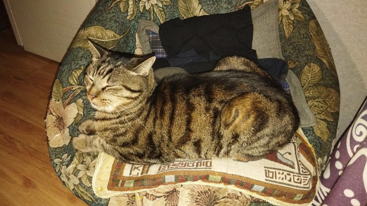 Котик в костюме акулы (небольшой процесс и заключительный результат)