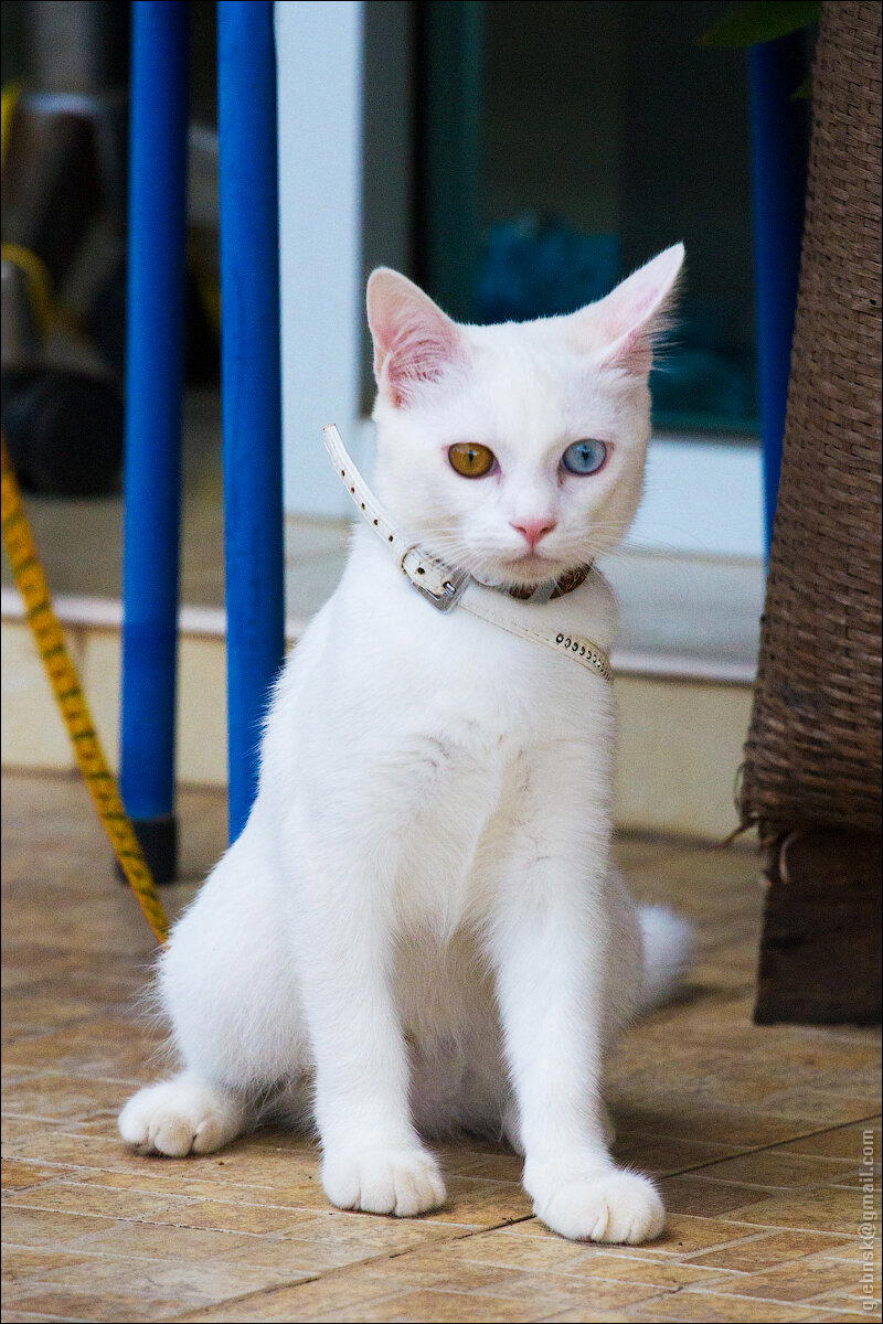 Любите ли вы котикофф?