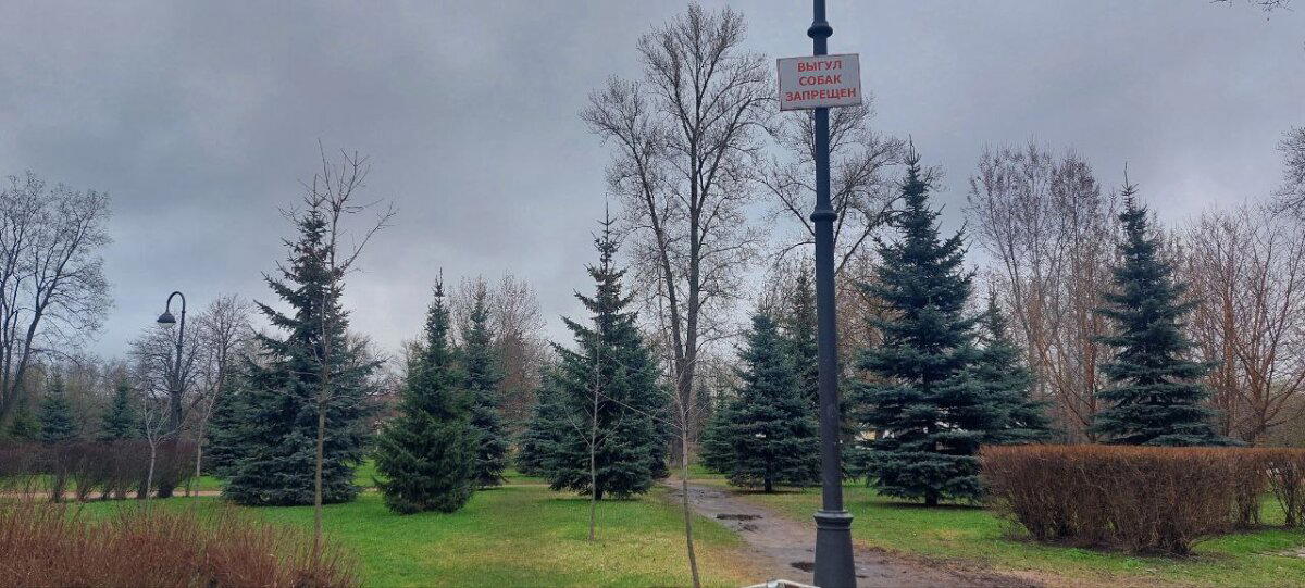 Травка зеленеет. Местами. Фото. Пейзажи.
