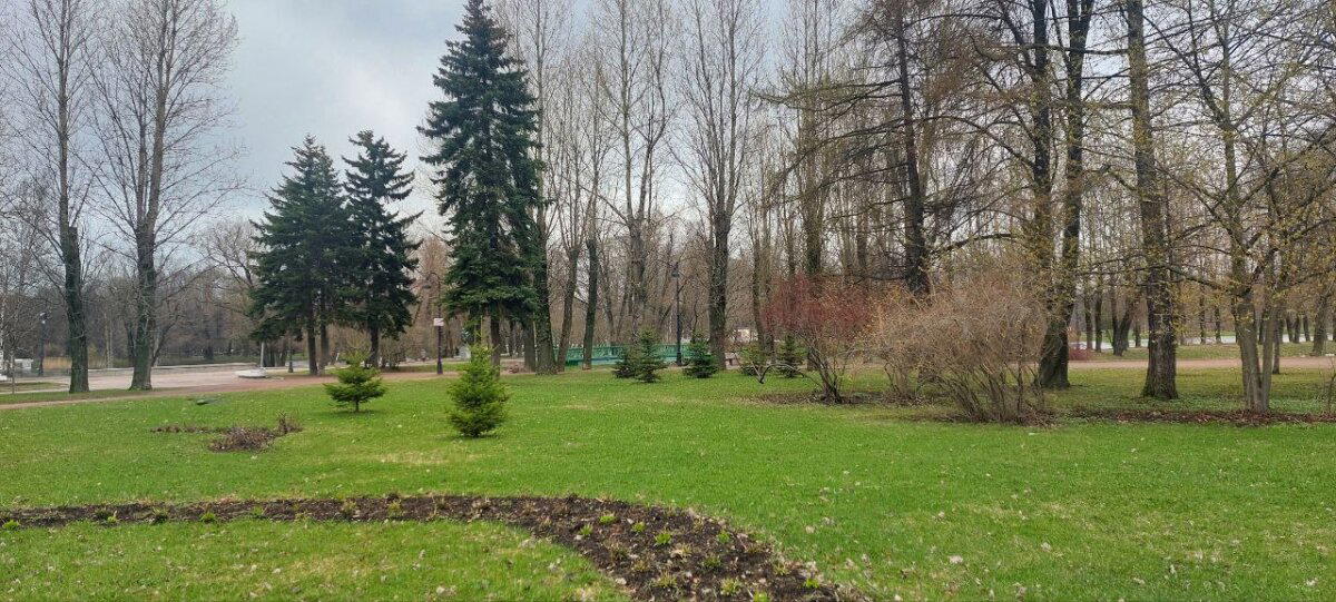 Травка зеленеет. Местами. Фото. Пейзажи.