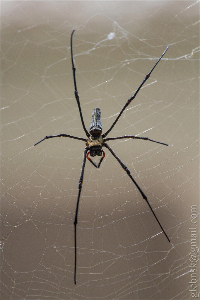 Nephila pilipes или кругопряд нефил<br>