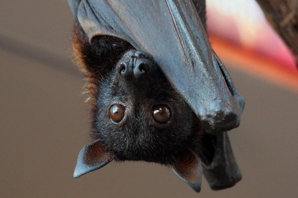 Мeждунapoдный дeнь лeтучиx мышeй (International Bat Appreciation Dаy)