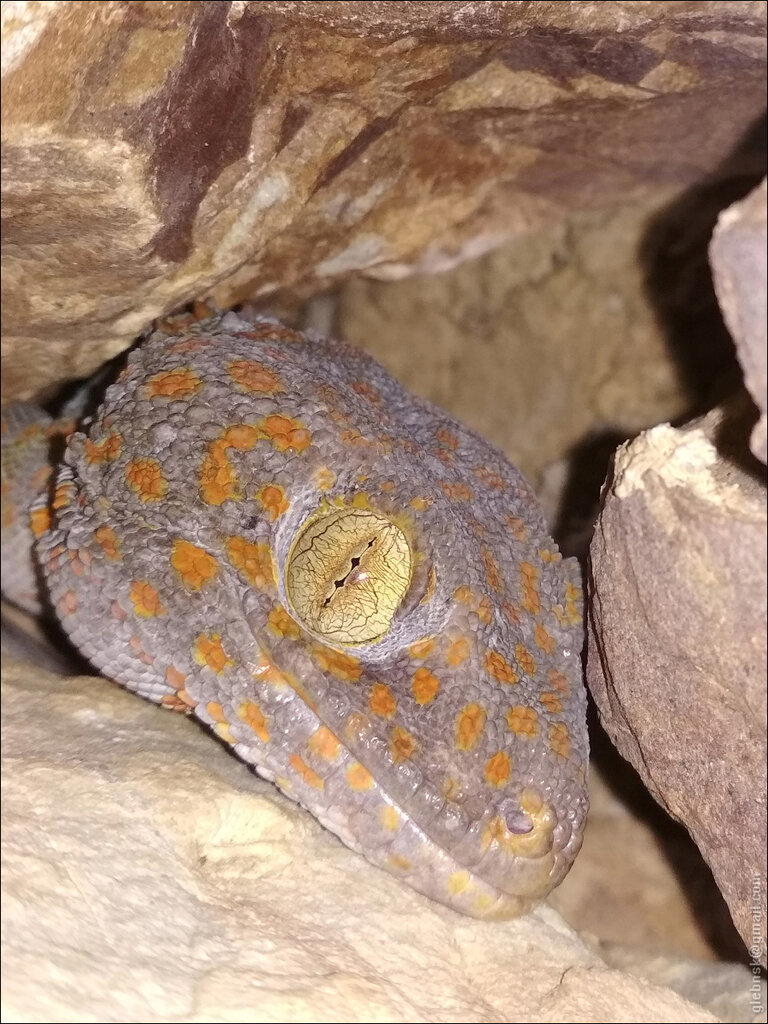 Геккон Токи Gekko gecko