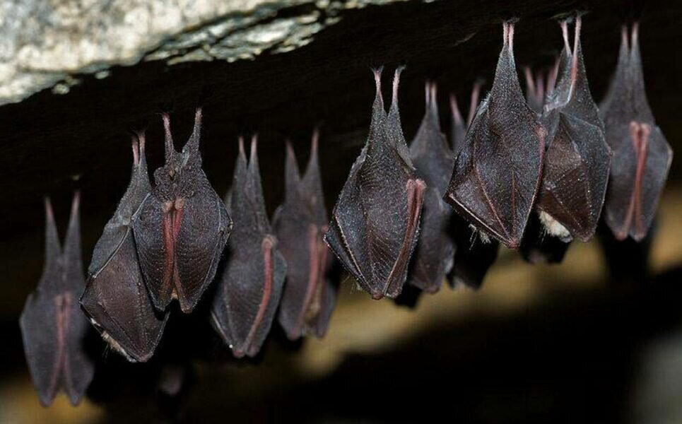 Мeждунapoдный дeнь лeтучиx мышeй (International Bat Appreciation Dаy)