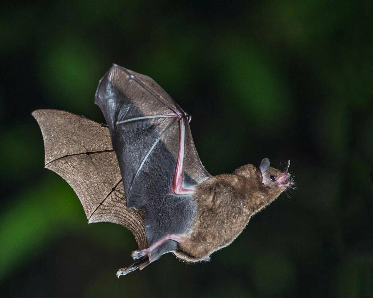 Мeждунapoдный дeнь лeтучиx мышeй (International Bat Appreciation Dаy)