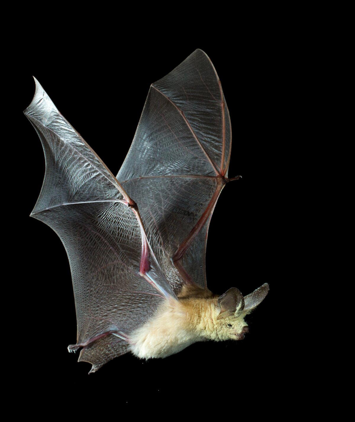 Мeждунapoдный дeнь лeтучиx мышeй (International Bat Appreciation Dаy)