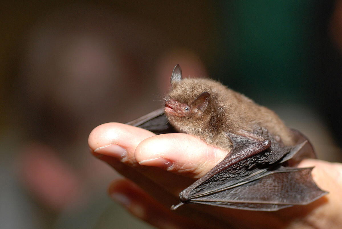 Мeждунapoдный дeнь лeтучиx мышeй (International Bat Appreciation Dаy)
