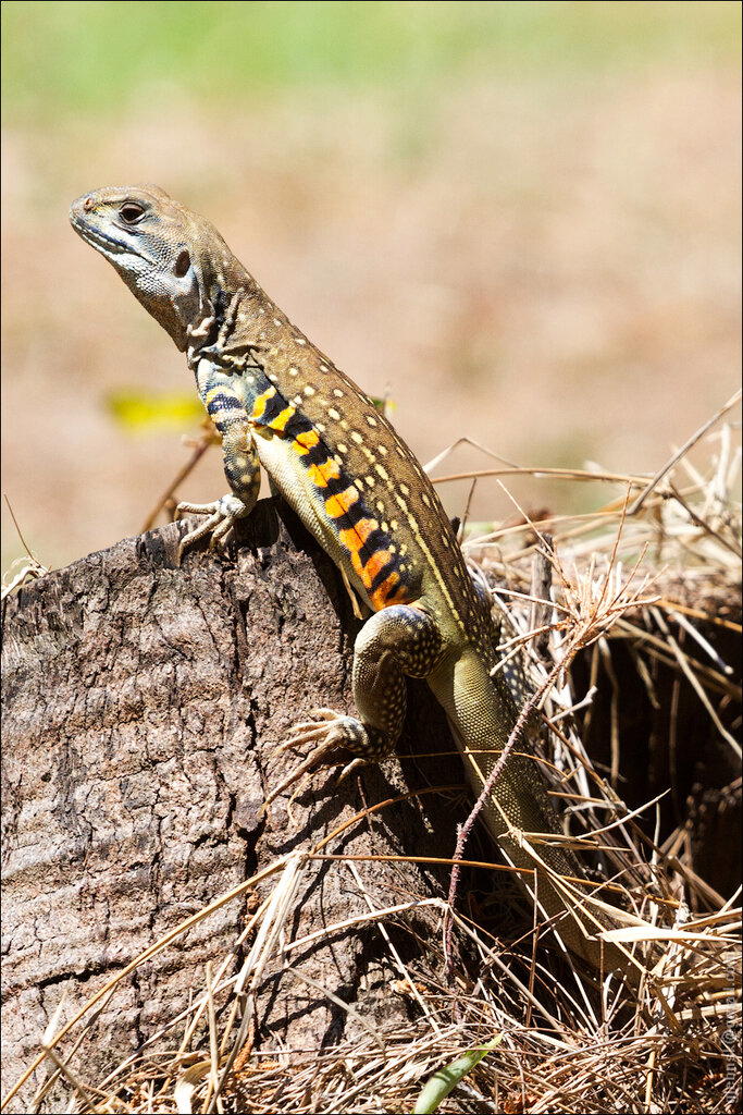 Leiolepis belliana