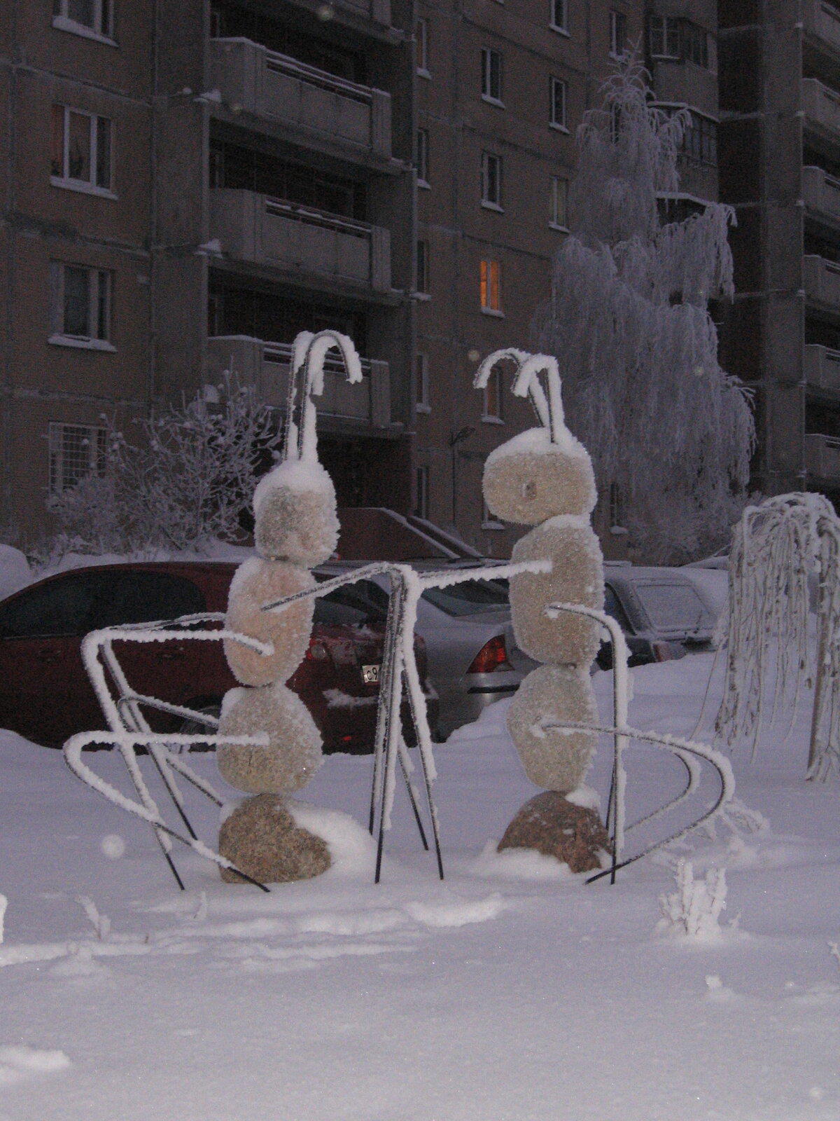 Муравьи. Улица Камышовая, 42/1. Январь 2011 года.