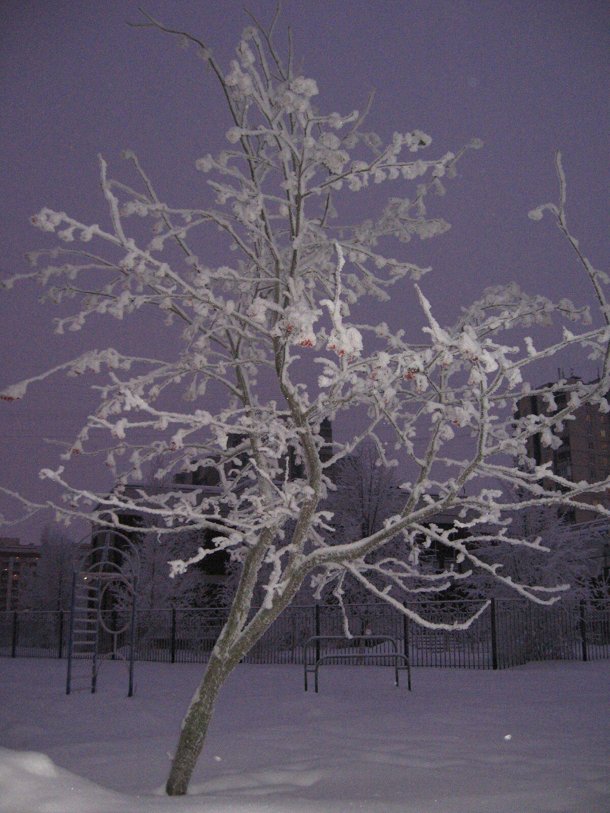 Рябина замёрзла. Январь 2011.
