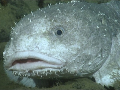 Источник фото: https://www.mbari.org/