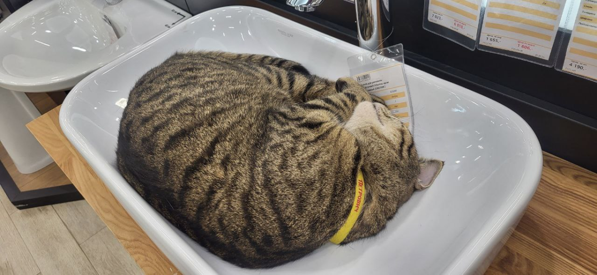 Кот пристроительный