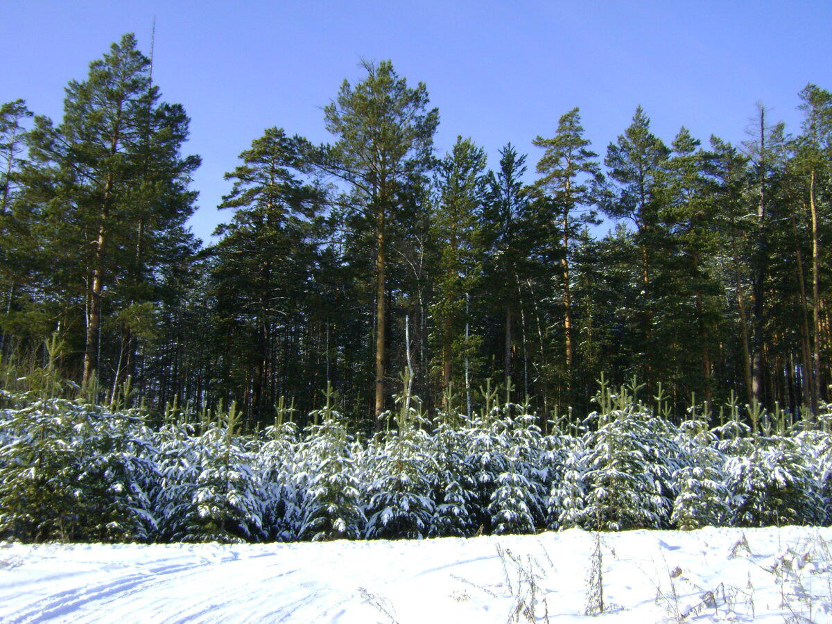 Год 2008.<br>