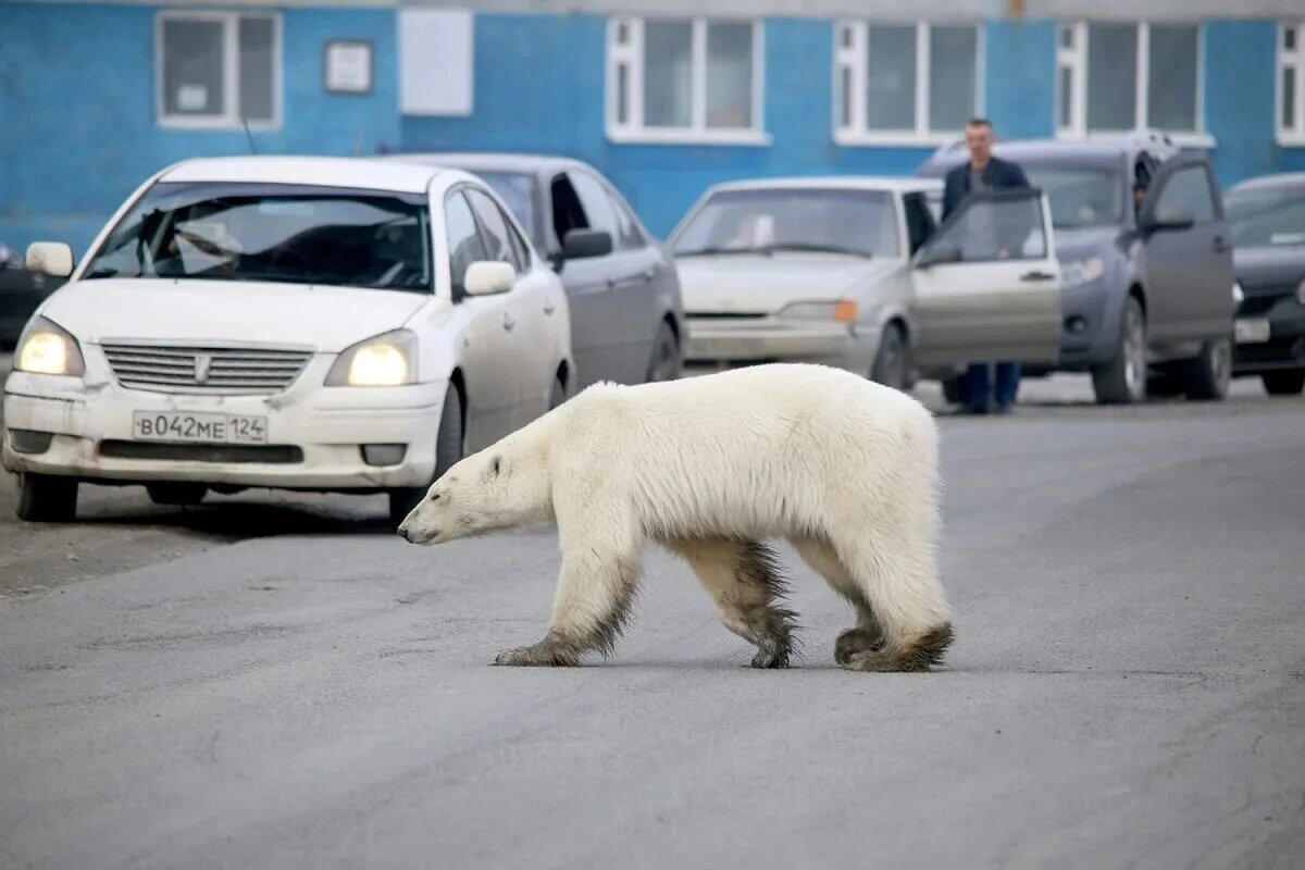 Где можно встретить медведя?