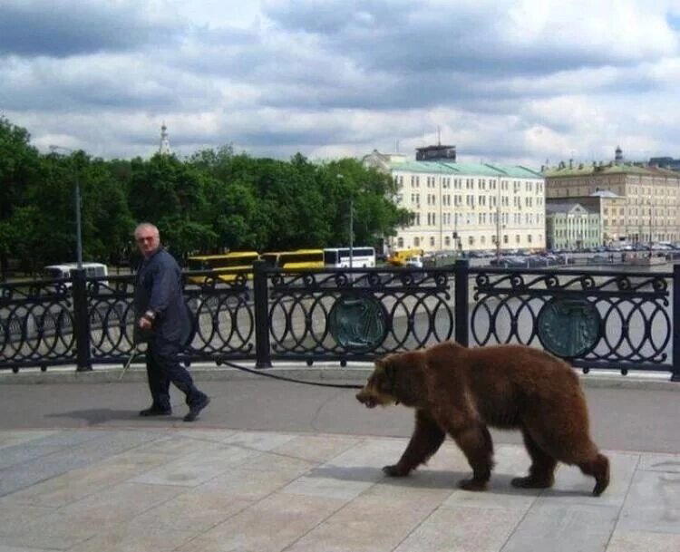 Где можно встретить медведя?