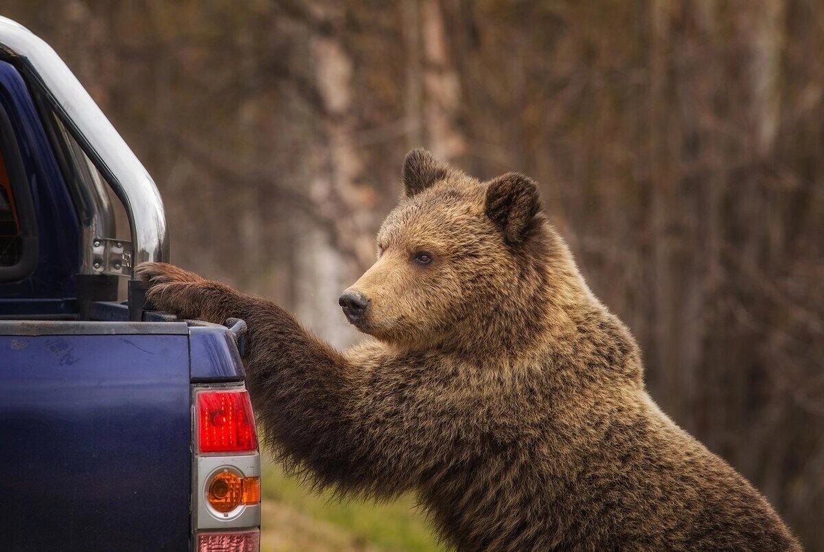 Где можно встретить медведя?