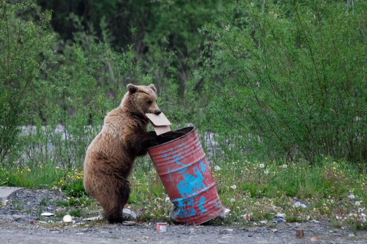 Где можно встретить медведя?